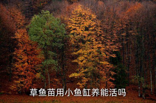 草鱼苗用小鱼缸养能活吗