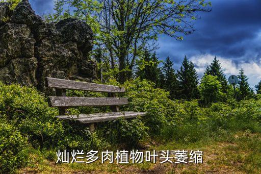 灿烂多肉植物叶头萎缩