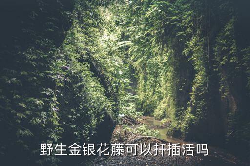 野生金银花藤可以扦插活吗