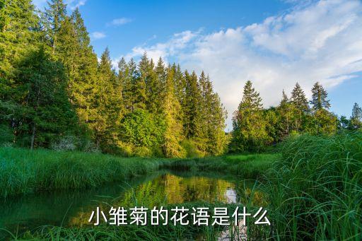小雏菊的花语是什么