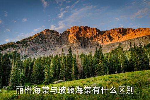 丽格海棠，利格海棠每年开几次花