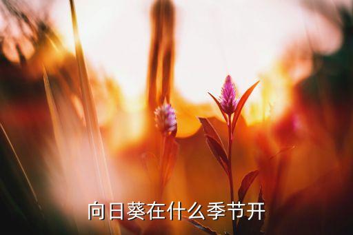 向日葵在什么季节开