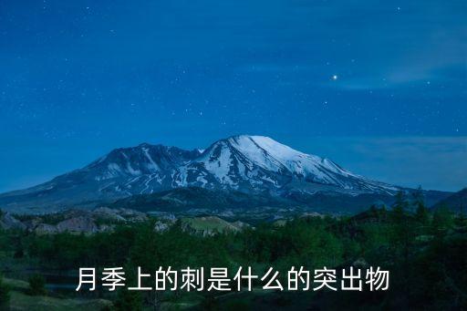 月季上的刺是什么的突出物