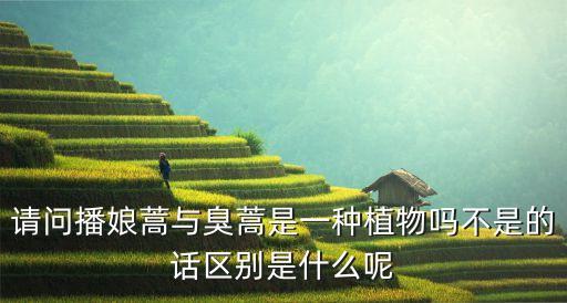请问播娘蒿与臭蒿是一种植物吗不是的话区别是什么呢