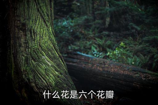 什么花是六个花瓣