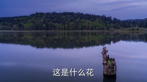 这是什么花