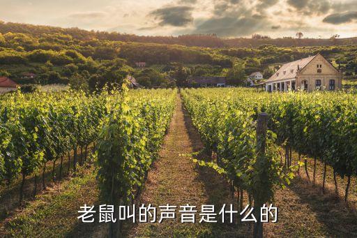 老鼠叫的声音是什么的