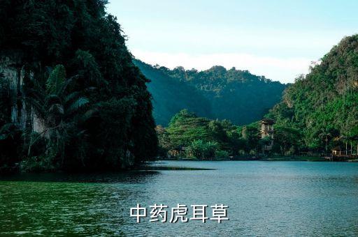 茶耳朵图片，谁知道这种植物叫什么名字据说他的汁液可以止痒