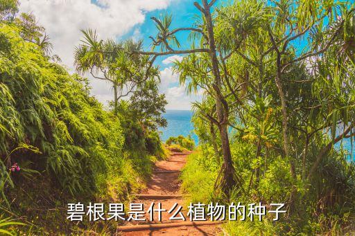 碧根果树图片，哪里有碧根果苗四川云南都可以