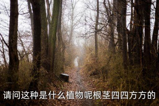 请问这种是什么植物呢根茎四四方方的