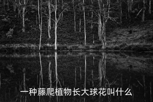 一种藤爬植物长大球花叫什么