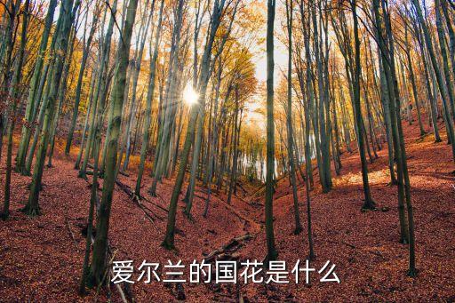 爱尔兰的国花是什么