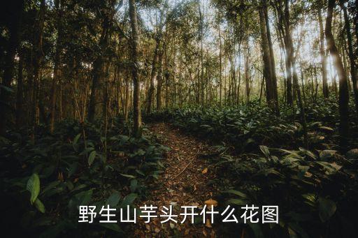 野生山芋头开什么花图
