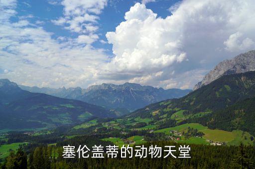 塞伦盖蒂的动物天堂