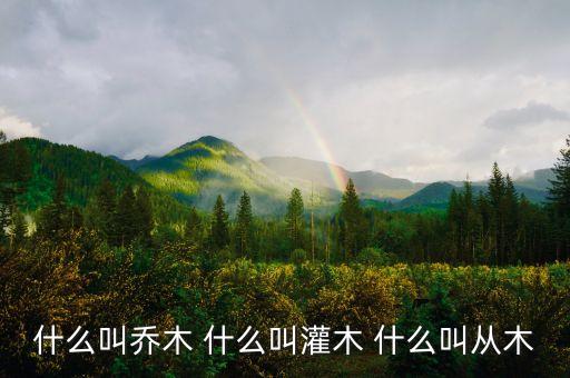乔木，常绿乔木有哪些
