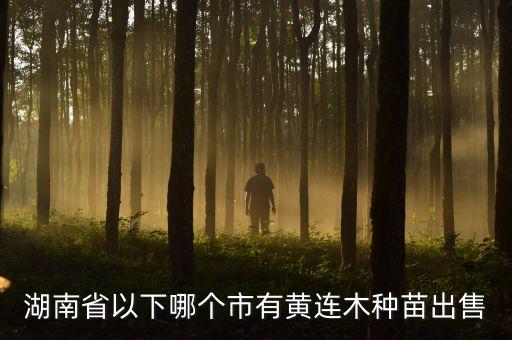 黄连木苗，湖南省哪里有黄连木种苗卖