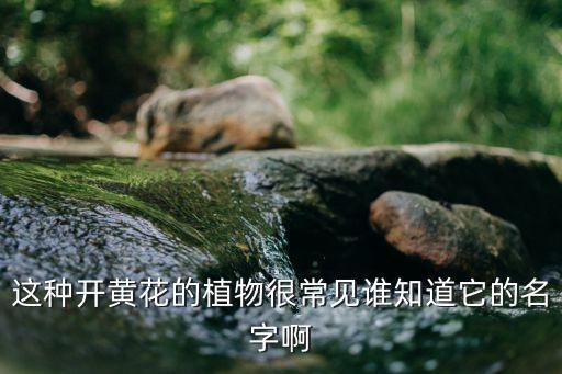 这种开黄花的植物很常见谁知道它的名字啊