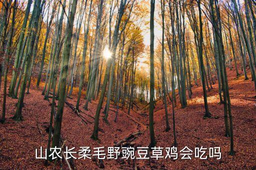 山农长柔毛野豌豆草鸡会吃吗