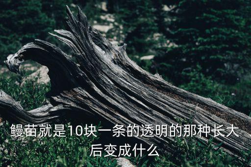 鳗鱼苗，鳗鱼种苗是怎样培养的