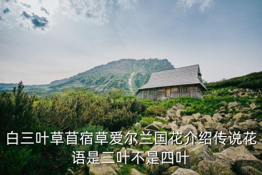 白三叶草苜宿草爱尔兰国花介绍传说花语是三叶不是四叶