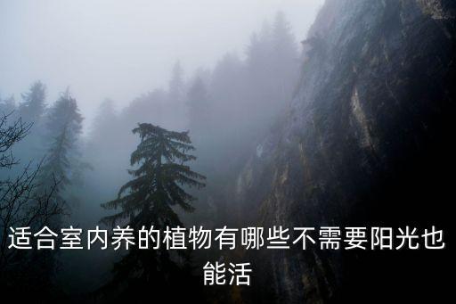 不需要阳光的室内植物，适合室内养的植物有哪些不需要阳光也能活