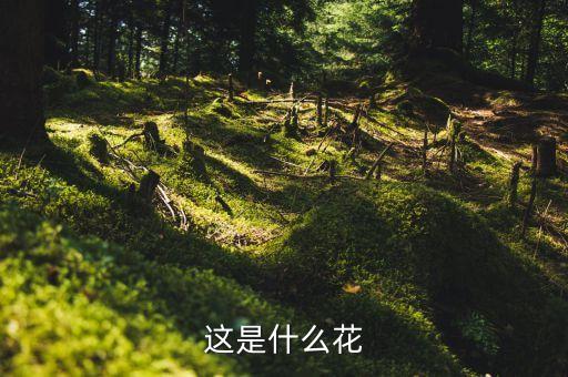 这是什么花