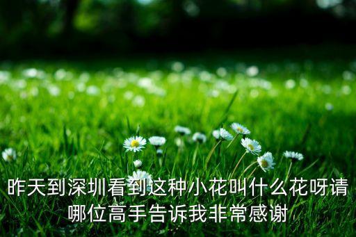 昨天到深圳看到这种小花叫什么花呀请哪位高手告诉我非常感谢