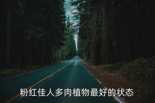 红粉佳人多肉，粉红佳人多肉植物最好的状态