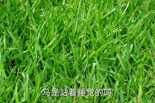 马是站着睡觉的吗，马是不是站的睡觉的