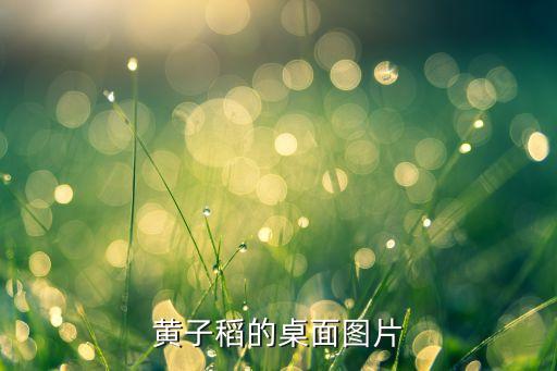 黄子稻的桌面图片