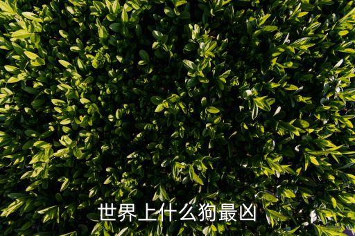 世界上什么狗最凶