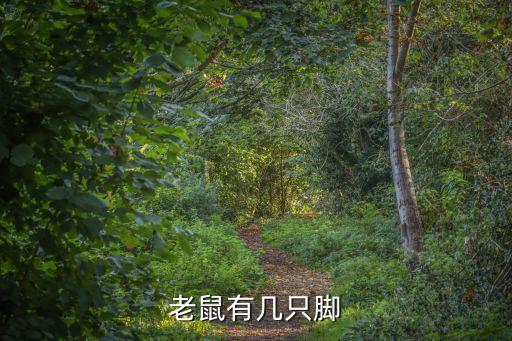 老鼠有几只脚