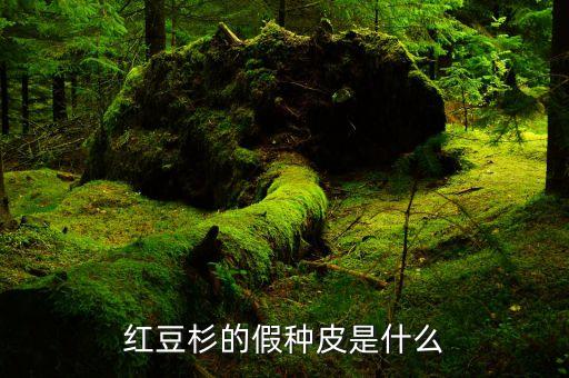 红豆杉的假种皮是什么