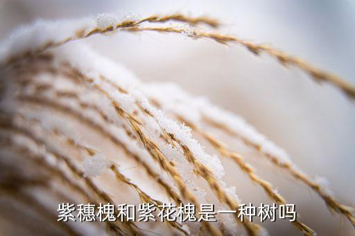 紫槐花图片，紫花槐和紫穗槐的有什么区别