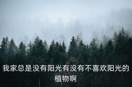 我家总是没有阳光有没有不喜欢阳光的植物啊