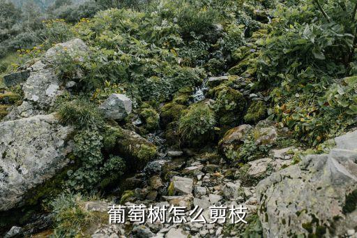 怎样修剪葡萄枝，葡萄树怎么剪枝