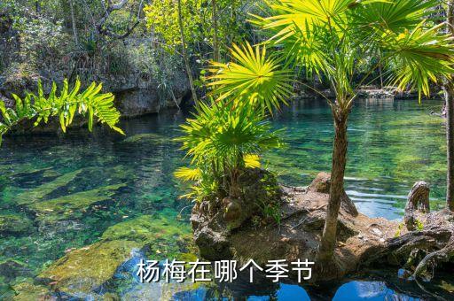 杨梅什么季节，杨梅在哪个季节