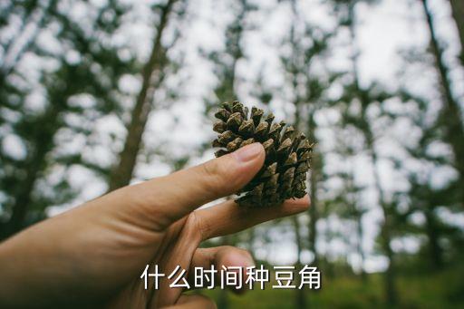 豆角什么时候种植最好，什么时间种豆角