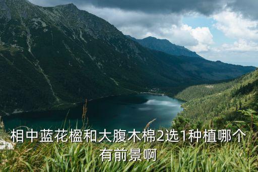大腹木棉，木棉的物种分类