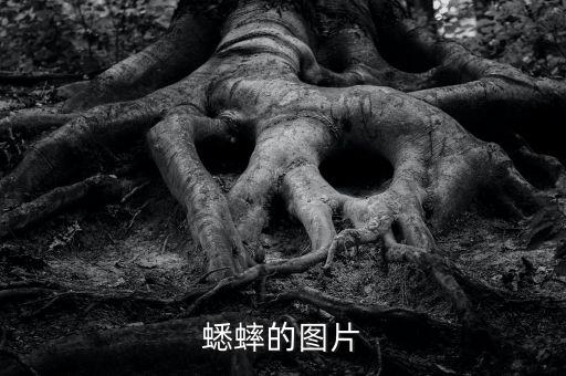 列当图片，蜻蜓幼虫水虿图片