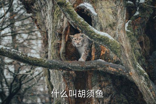 什么叫胡须鱼