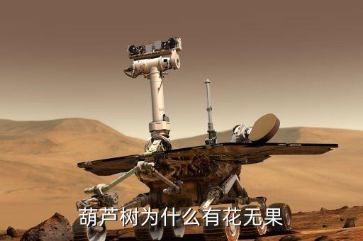 葫芦树为什么有花无果