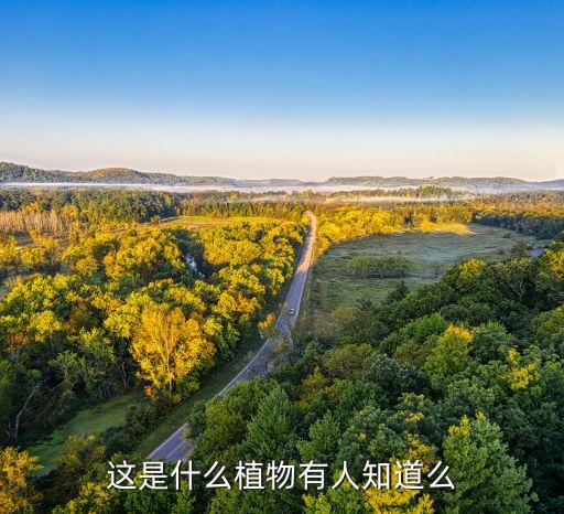 这是什么植物有人知道么