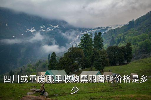 黑番鸭，四川或重庆哪里收购黑羽番鸭价格是多少