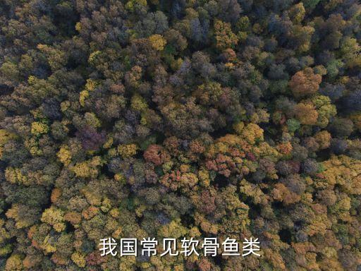 软骨鱼类，我国常见软骨鱼类