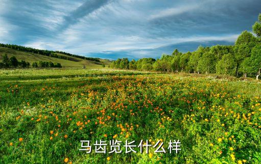 马齿览长什么样