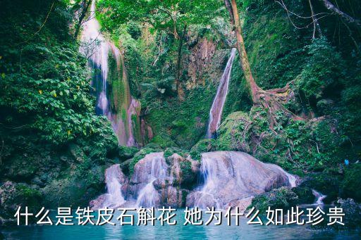 什么是铁皮石斛花 她为什么如此珍贵