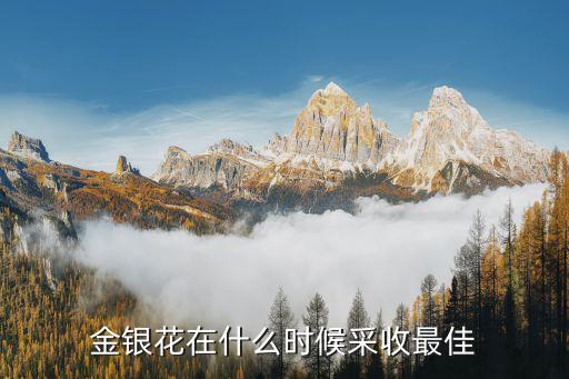 金银花什么时候采摘，金银花一天中最好的采摘时间