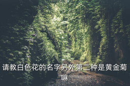请教白色花的名字另外第二种是黄金菊嘛