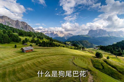 狗尾巴花图片，什么是狗尾巴花